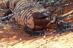 Gila Monster in natural habitat