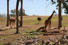 Giraffe in natural habitat