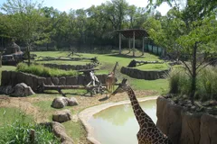 Giraffe in natural habitat
