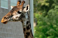 Giraffe in natural habitat
