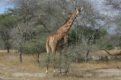 Giraffe in natural habitat