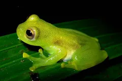 Glass Frog in natural habitat