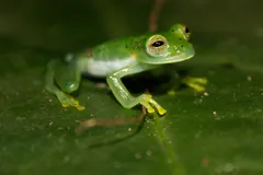 Glass Frog in natural habitat