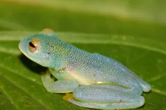 Glass Frog in natural habitat