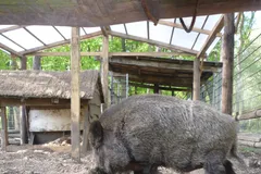 Gloucestershire Old Spot Pig in natural habitat