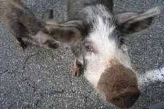 Gloucestershire Old Spot Pig in natural habitat