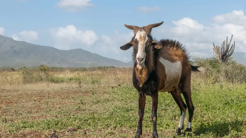 Brown and white goat with curved horns standing in a dry field below hills