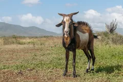 Brown and white goat with curved horns standing in a dry field below hills