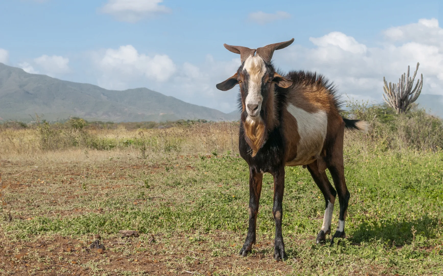 Brown and white goat with curved horns standing in a dry field below hills