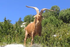 Long-horned tan goat standing on a rocky slope among green shrubs