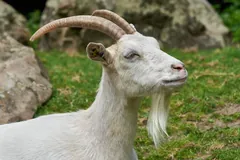 White goat with a beard and backswept horns resting on grass