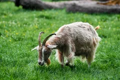 Shaggy goat grazing on a green lawn