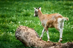 Tan and white goat standing on a fallen log in a grassy field