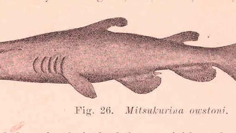 Goblin Shark in natural habitat