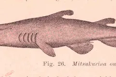 Goblin Shark in natural habitat
