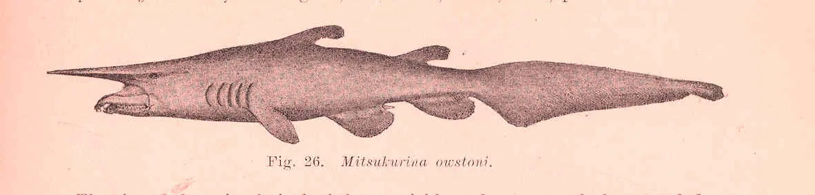 Goblin Shark in natural habitat