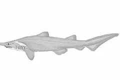 Goblin Shark in natural habitat
