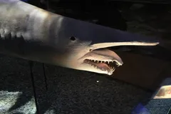 Goblin Shark in natural habitat