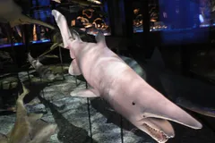Goblin Shark in natural habitat