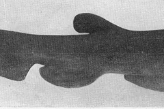 Goblin Shark in natural habitat