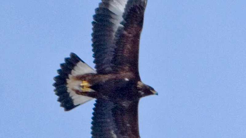 golden eagle in natural habitat