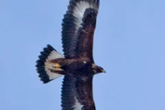 golden eagle in natural habitat
