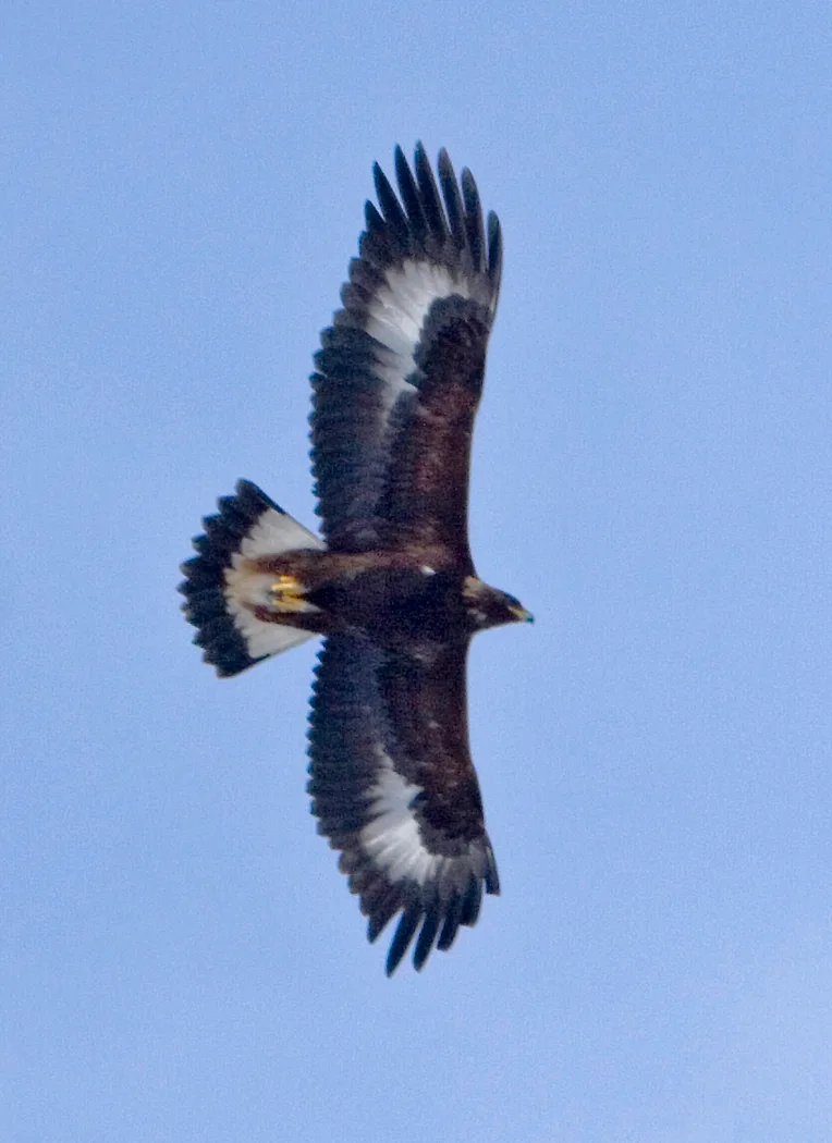 golden eagle in natural habitat