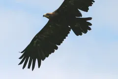 golden eagle in natural habitat