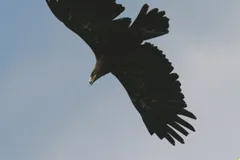 golden eagle in natural habitat
