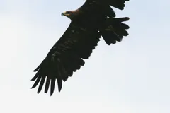 golden eagle in natural habitat