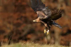 golden eagle in natural habitat