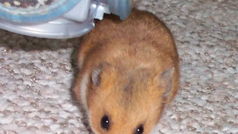 Golden Hamster in natural environment