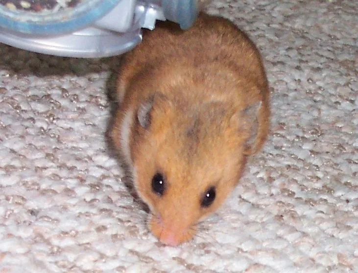 Golden Hamster in natural environment