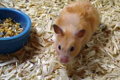 Pet golden hamster standing on wood shavings beside a food bowl