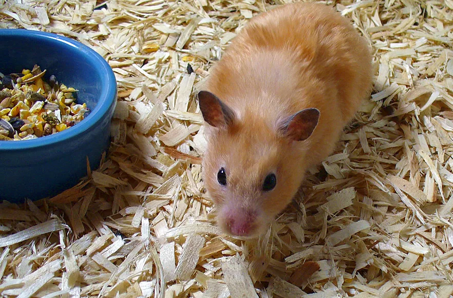 Golden Hamster in natural environment