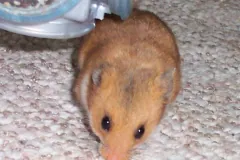 Pet golden hamster close up on carpet, its face and forepaws in front