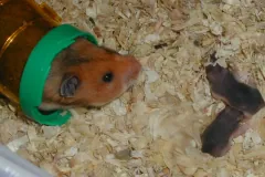Pet golden hamster peering out of a tube beside two of its pups