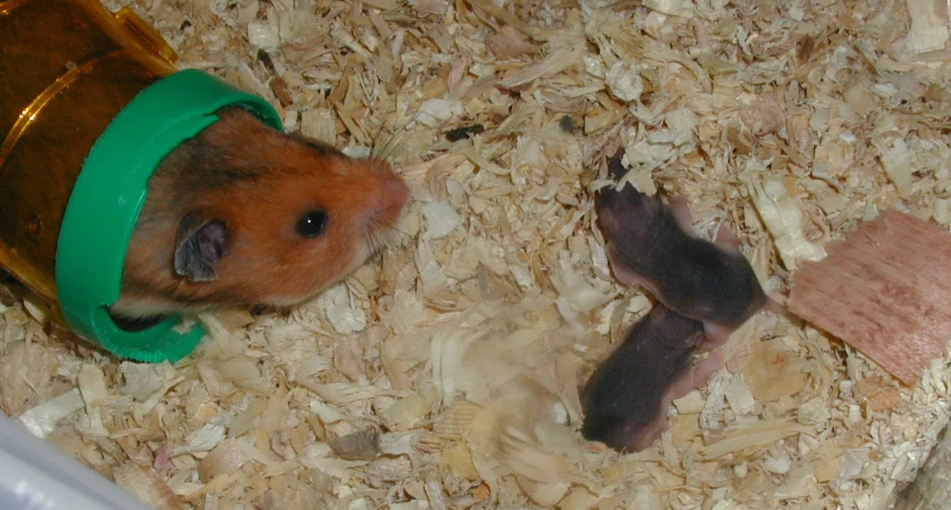 Golden Hamster in natural environment
