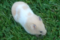 Pale cream pet hamster walking on green grass