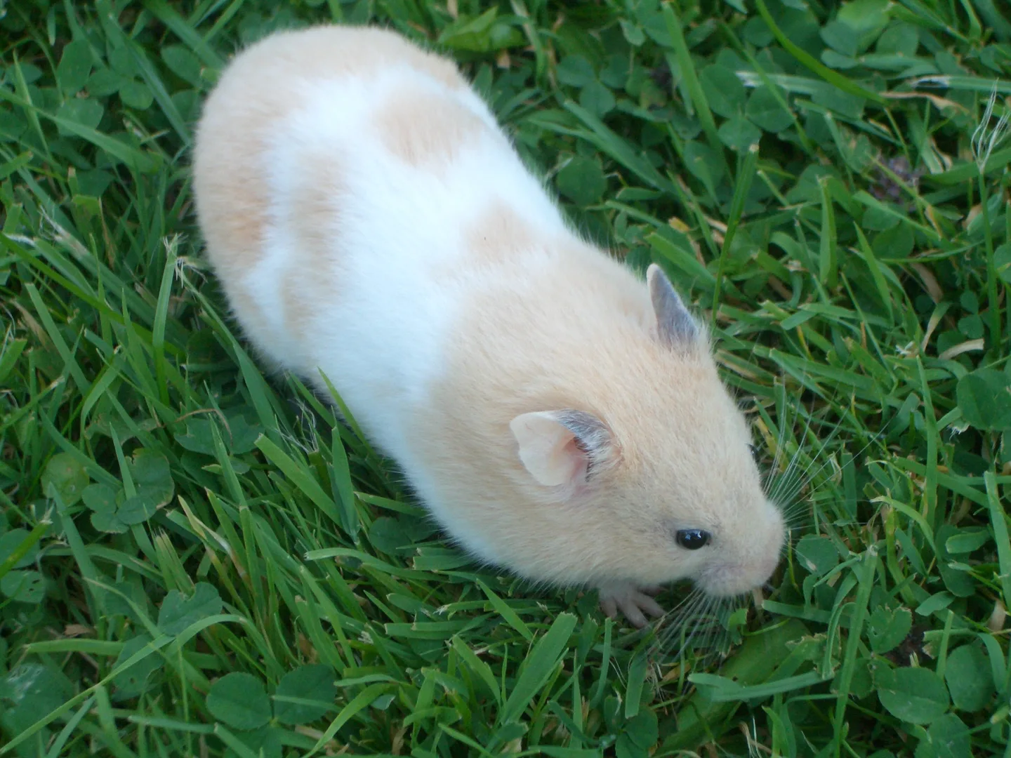Golden Hamster in natural environment