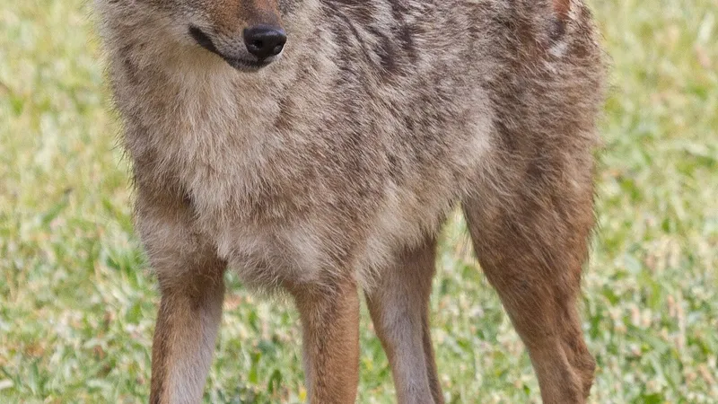 Golden Jackal (Canis aureus) in native wild habitat