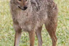 Golden Jackal (Canis aureus) in native wild habitat