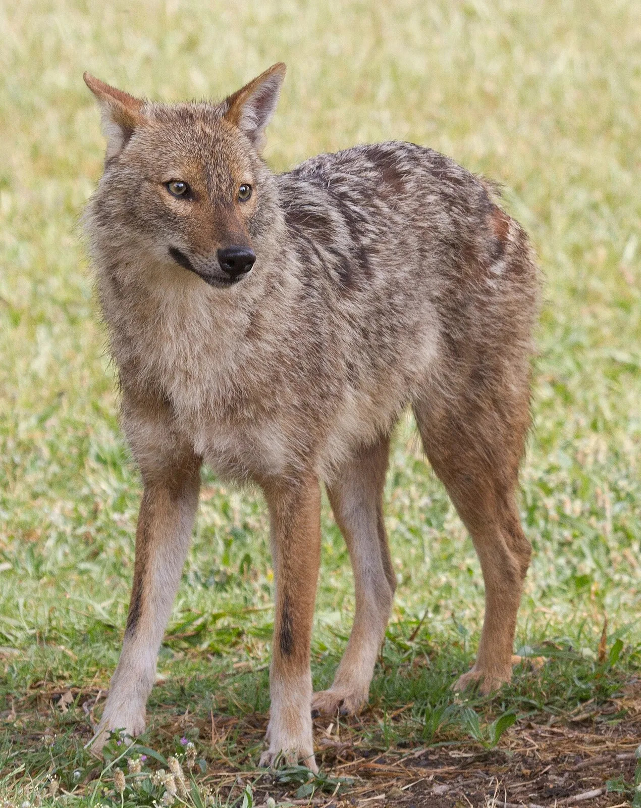 Golden Jackal (Canis aureus) in native wild habitat