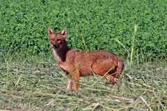 Golden Jackal (Canis aureus) in native wild habitat