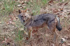 Golden Jackal (Canis aureus) in native wild habitat