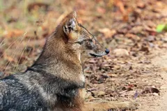 Golden Jackal (Canis aureus) in native wild habitat