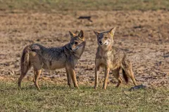 Golden Jackal (Canis aureus) in native wild habitat