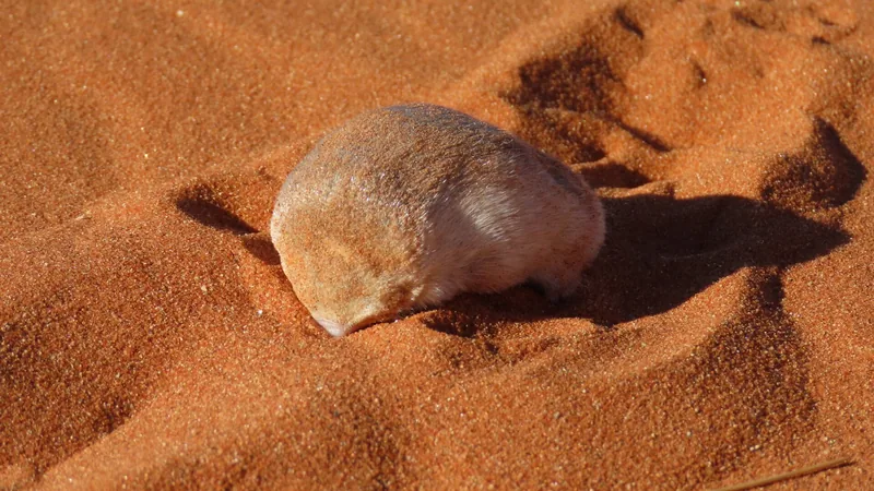 Namib golden mole, a smooth sand-coloured ball of fur with no visible eyes, on red dune sand
