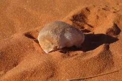 Golden Mole