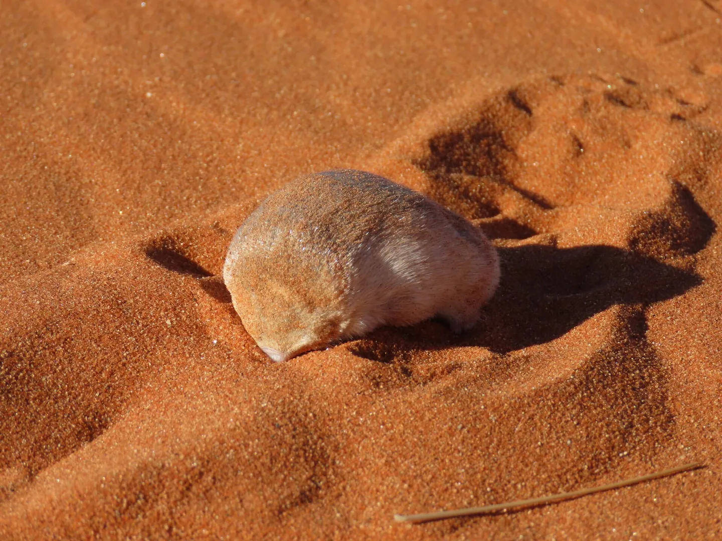 Golden Mole